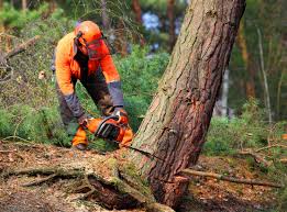 Best Tree Preservation Services  in Rose Hills, CA