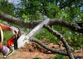 Best Commercial Tree Services  in Rose Hills, CA