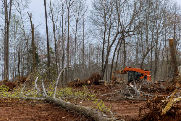 Best Lot and Land Clearing  in Rose Hills, CA