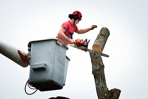 Best Utility Line Clearance  in Rose Hills, CA