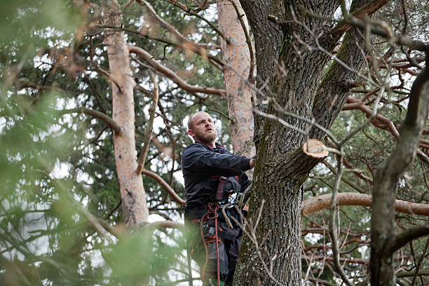 Rose Hills, CA Tree Services Company